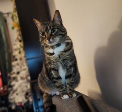 Lost Female Cat last seen Chaumonte ave, fox chaple, Columbus, OH 43232