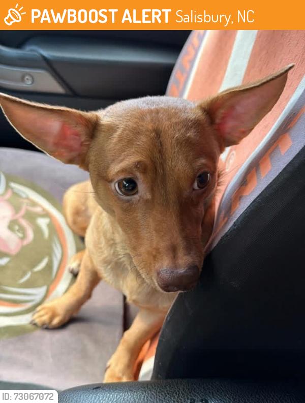 Found/Stray Male Dog last seen Balfour Quarry rd, Salisbury, NC 28146