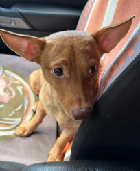Found/Stray Male Dog last seen Balfour Quarry rd, Salisbury, NC 28146