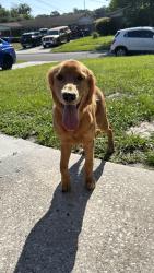 Found/Stray Male Dog last seen Princessa Lane & Claudia Dr., Jacksonville, FL 32218