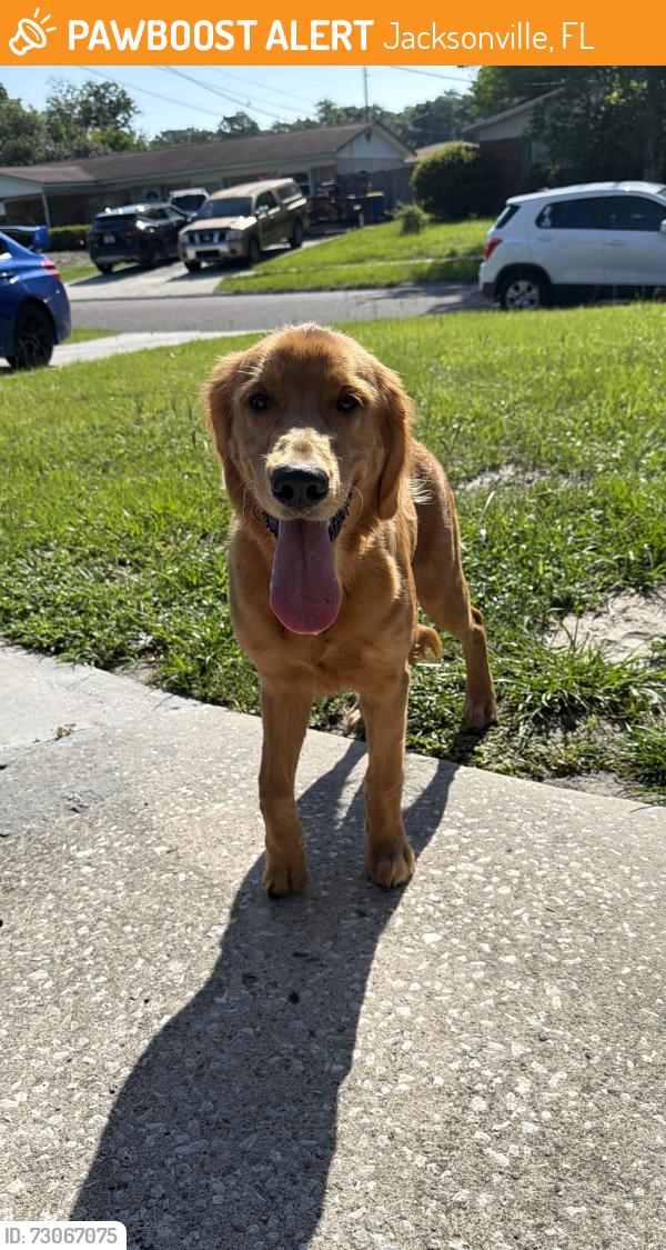 Found/Stray Male Dog last seen Princessa Lane & Claudia Dr., Jacksonville, FL 32218