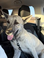 Lost Male Dog last seen County Road 109, Johnson County, TX 76009