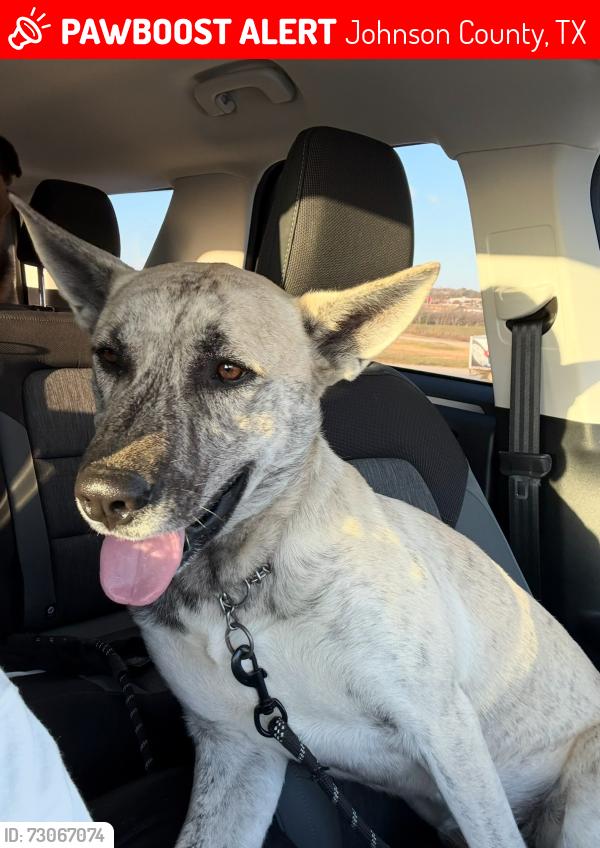 Lost Male Dog last seen County Road 109, Johnson County, TX 76009