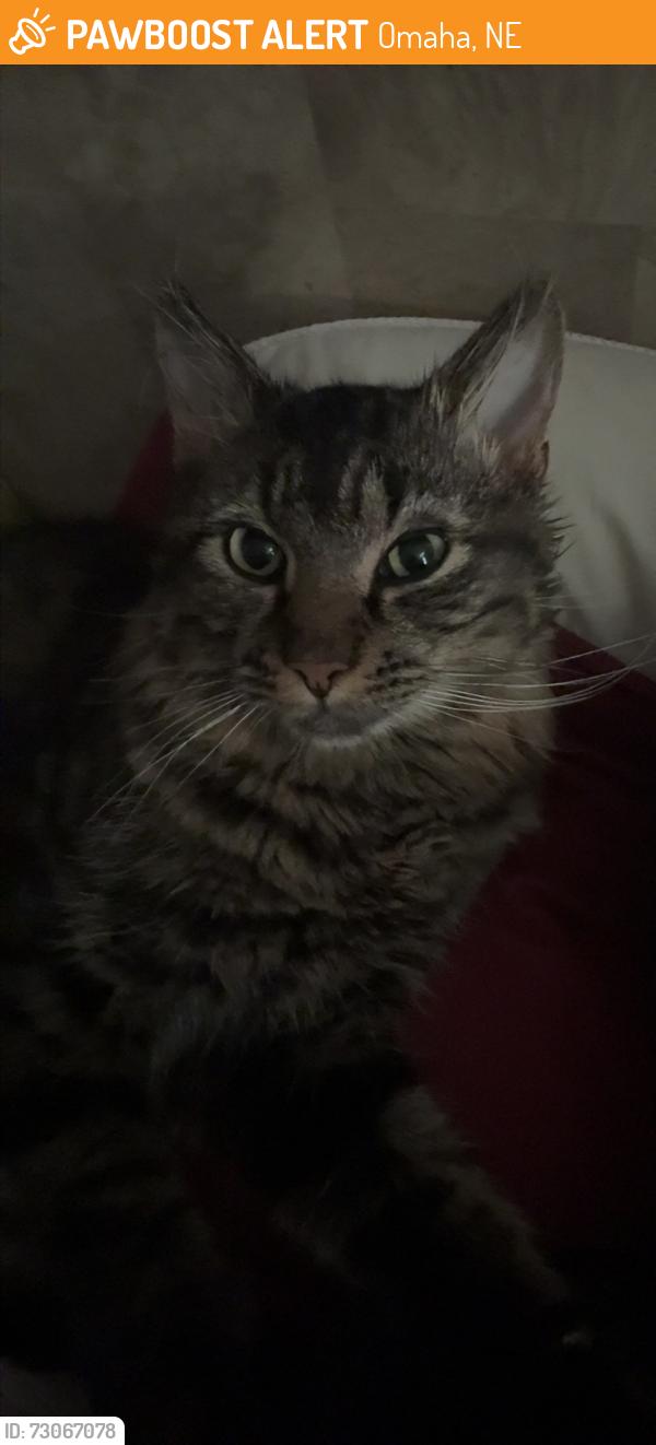 Found/Stray Unknown Cat last seen 25th street 68105 zip, Omaha, NE 68105