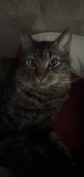 Found/Stray Unknown Cat last seen 25th street 68105 zip, Omaha, NE 68105