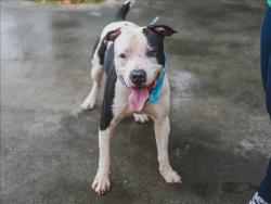 Shelter Stray Male Dog last seen Near BLOCK SW 12TH ST, 3599 NW 79th Ave, Doral, FL 33122, USA