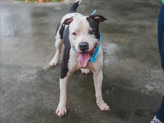 Shelter Stray Male Dog last seen Near BLOCK SW 12TH ST, 3599 NW 79th Ave, Doral, FL 33122, USA