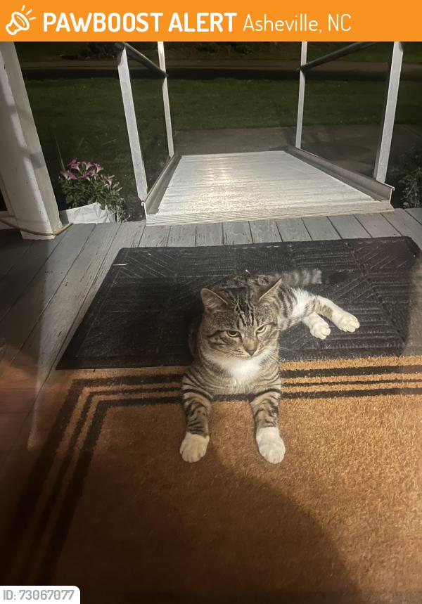 Found/Stray Male Cat last seen Aurora Drive in Kenilworth area, Asheville, NC 28805