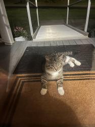Found/Stray Male Cat last seen Aurora Drive in Kenilworth area, Asheville, NC 28805