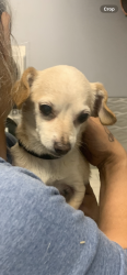 Found/Stray Female Dog last seen Near E. 11st Spin Cycle, Tracy, CA 95376
