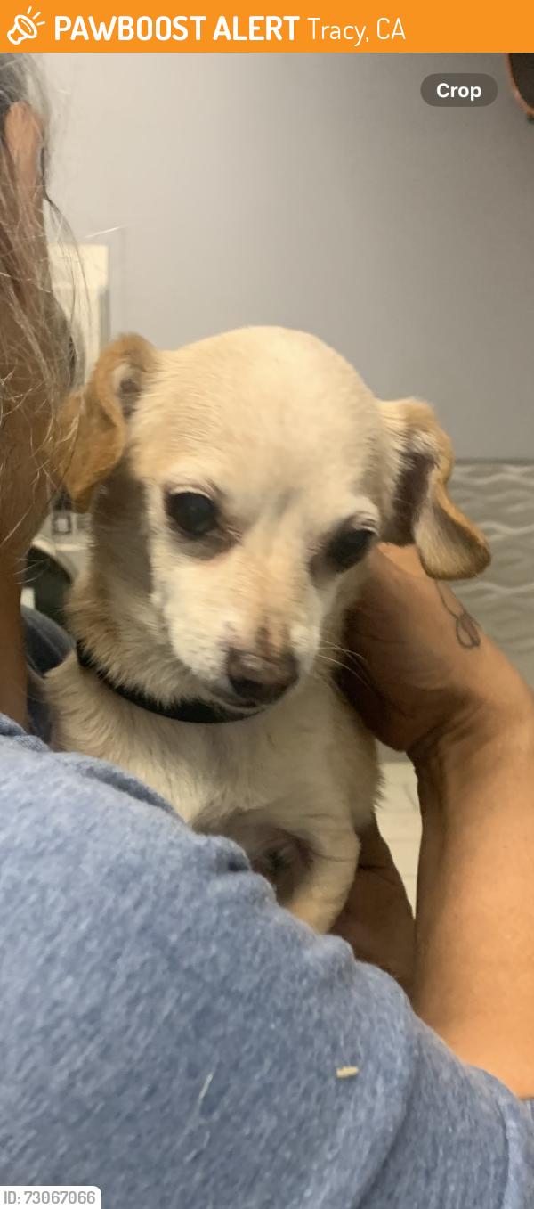 Found/Stray Female Dog last seen Near E. 11st Spin Cycle, Tracy, CA 95376