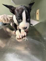 Shelter Stray Male Dog last seen Near BLOCK POWHATTAN ST, 2020 Forest St, Jacksonville, FL 32204, USA