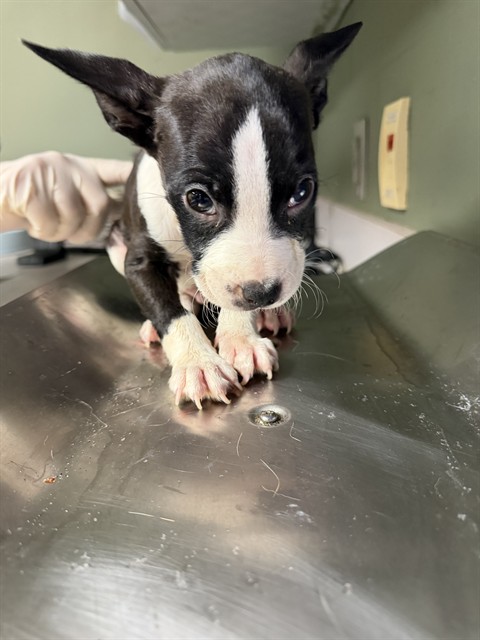 Shelter Stray Male Dog last seen Near BLOCK POWHATTAN ST, 2020 Forest St, Jacksonville, FL 32204, USA