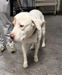 Shelter Stray Male Dog last seen , 11361 W Pico Blvd, Los Angeles, CA 90064, USA