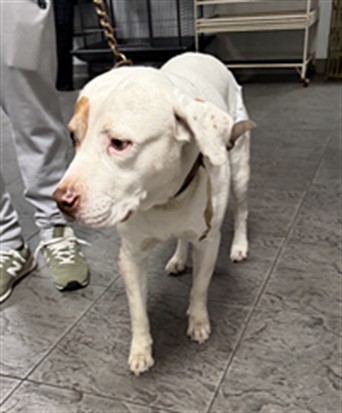 Shelter Stray Male Dog last seen , 11361 W Pico Blvd, Los Angeles, CA 90064, USA