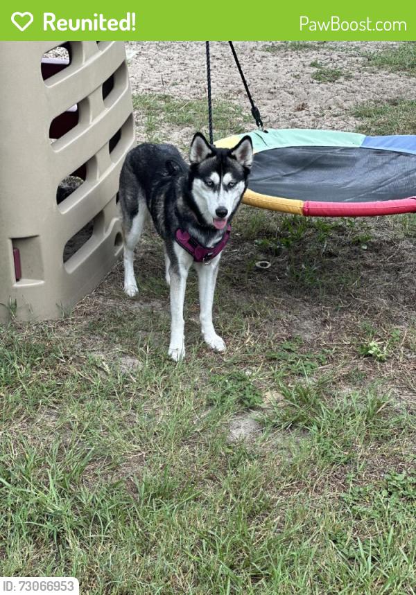 Reunited Female Dog last seen Pirate Ln, Spring Hill, FL 34609, USA, Spring Hill, FL 34609