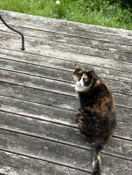 Lost Female Cat last seen South Lake Circle and Cedar Lane , Chesapeake, VA 23322