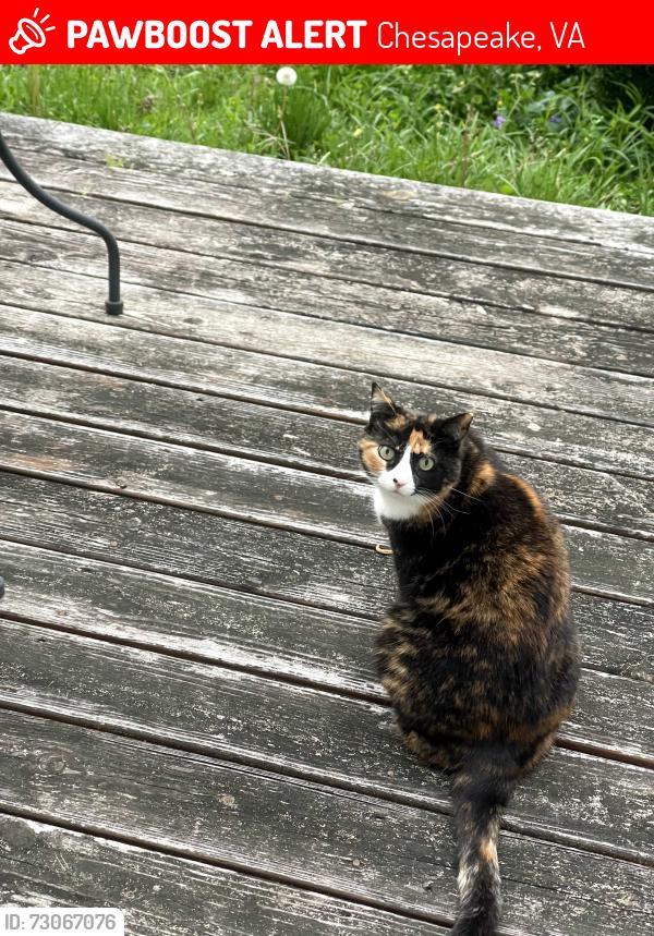 Lost Female Cat last seen South Lake Circle and Cedar Lane , Chesapeake, VA 23322