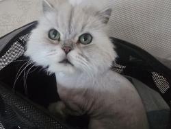 Lost Male Cat last seen Seen at 12th and Ohio, close to the Madison Manor sign., Arlington, VA 22205