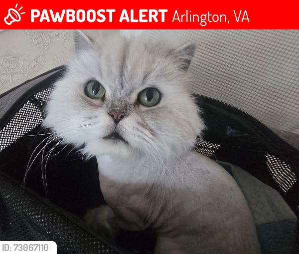 Lost Male Cat last seen Seen at 12th and Ohio, close to the Madison Manor sign., Arlington, VA 22205