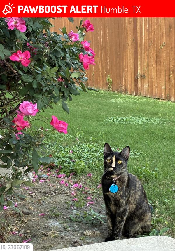Lost Female Cat last seen Kingwood High School, Humble, TX 77339