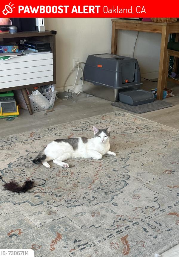 Lost Female Cat last seen Near seasons Thai Restaurant , Oakland, CA 94602
