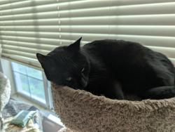 Lost Male Cat last seen Near w 5th ave, Escondido, CA 92025