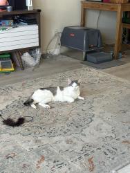 Lost Female Cat last seen Near seasons Thai Restaurant , Oakland, CA 94602