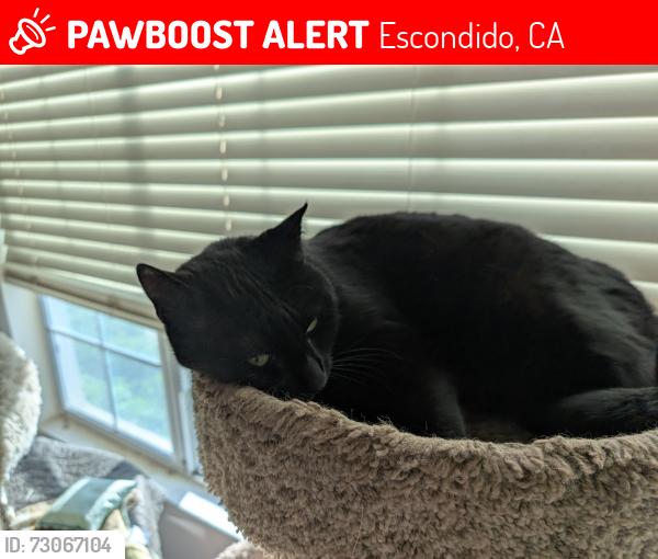 Lost Male Cat last seen Near w 5th ave, Escondido, CA 92025