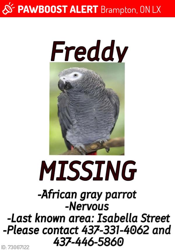 Lost Male Bird last seen Rosedale ave west and Izabella street, Brampton, ON L6X