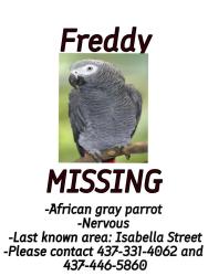 Lost Male Bird last seen Rosedale ave west and Izabella street, Brampton, ON L6X
