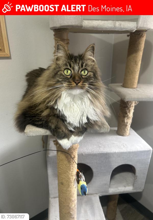 Lost Female Cat last seen Near park ave, Des Moines, IA 50321