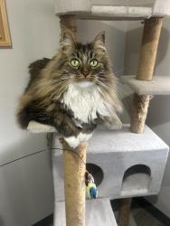 Lost Female Cat last seen Near park ave, Des Moines, IA 50321