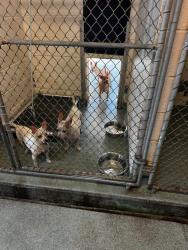 Found/Stray Unknown Dog last seen North haven animal control, North Haven, CT 06473