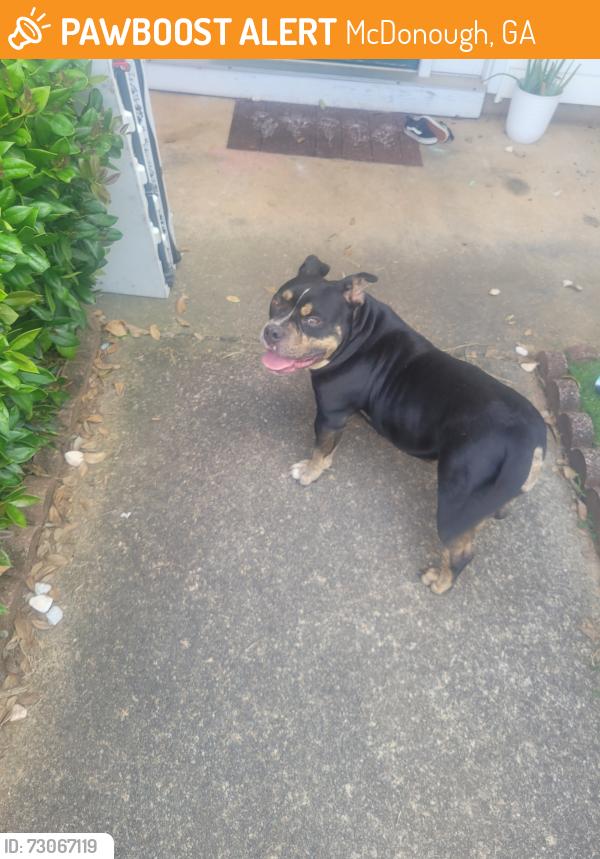 Found/Stray Female Dog last seen Hwy 42 , McDonough, GA 30253