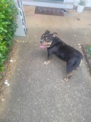 Found/Stray Female Dog last seen Hwy 42 , McDonough, GA 30253