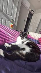 Reunited Female Cat last seen Stevens st hyannis, Barnstable, MA 02601