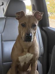 Found/Stray Female Dog last seen Round about at SW 24 Avenue, behind Dicks Sporting Goods at Butler, Gainesville, FL 32607