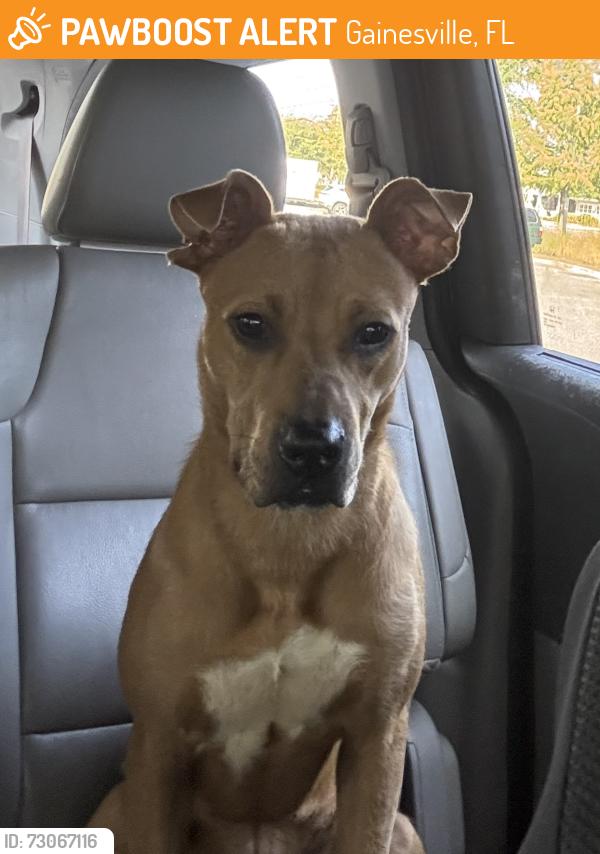 Found/Stray Female Dog last seen Round about at SW 24 Avenue, behind Dicks Sporting Goods at Butler, Gainesville, FL 32607