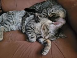 Reunited Male Cat last seen robertlittle school , Acton, ON L7J