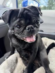 Lost Female Dog last seen Highway 2301, St. Andrews Bay, FL 32466