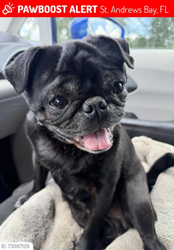 Lost Female Dog last seen Highway 2301, St. Andrews Bay, FL 32466