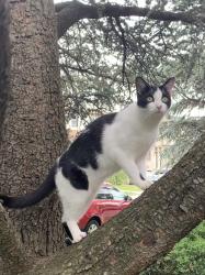 Reunited Female Cat last seen Jane Street parallel to Anderson St and William St, Fort Lee, NJ 07024