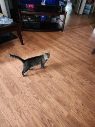 Reunited Female Cat last seen Stonehenge area off Footman Way, Raleigh, NC 27615