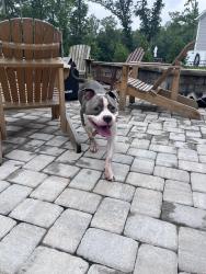 Found/Stray Male Dog last seen Rockville, RD, Rockville, VA 23146
