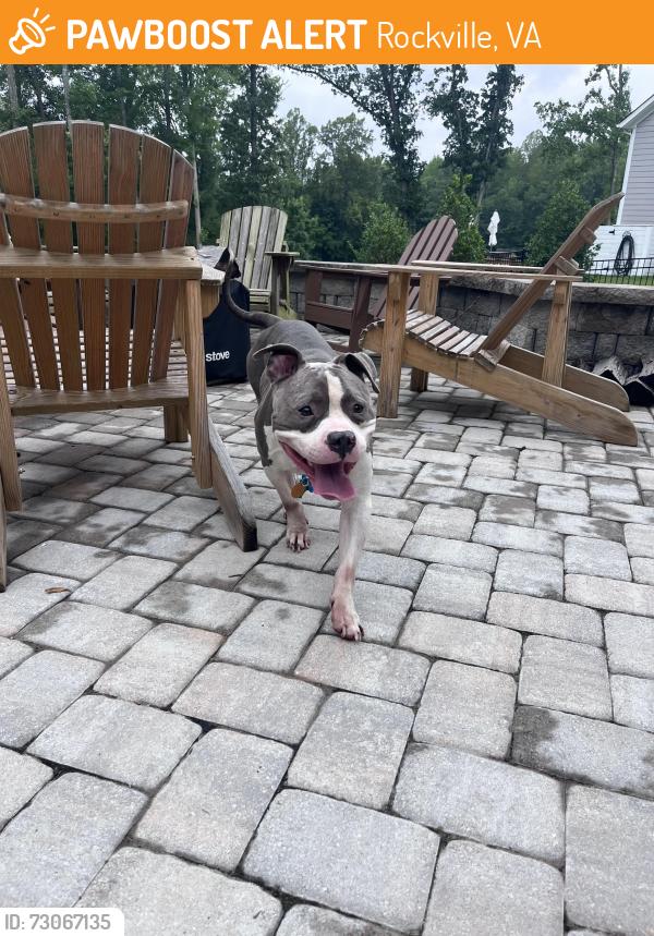 Found/Stray Male Dog last seen Rockville, RD, Rockville, VA 23146