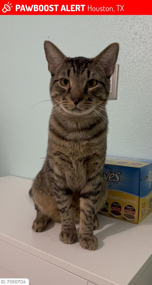 Lost Male Cat last seen Space Center Blvd, Houston, TX 77059