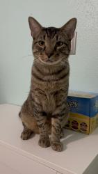 Lost Male Cat last seen Space Center Blvd, Houston, TX 77059