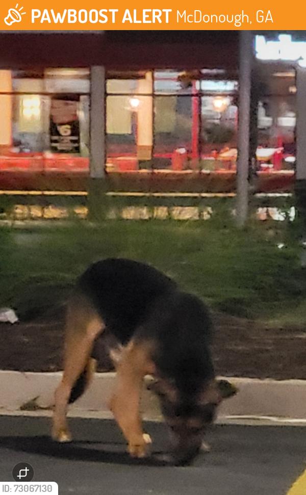 Found/Stray Unknown Dog last seen Seen QT parking lot exit 218 across from Arby's , McDonough, GA 30253