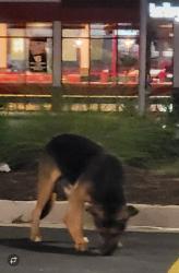 Found/Stray Unknown Dog last seen Seen QT parking lot exit 218 across from Arby's , McDonough, GA 30253